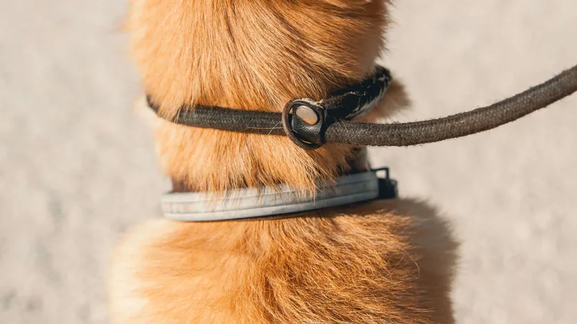 ¿Cómo elegir un collar de adiestramiento para perros?