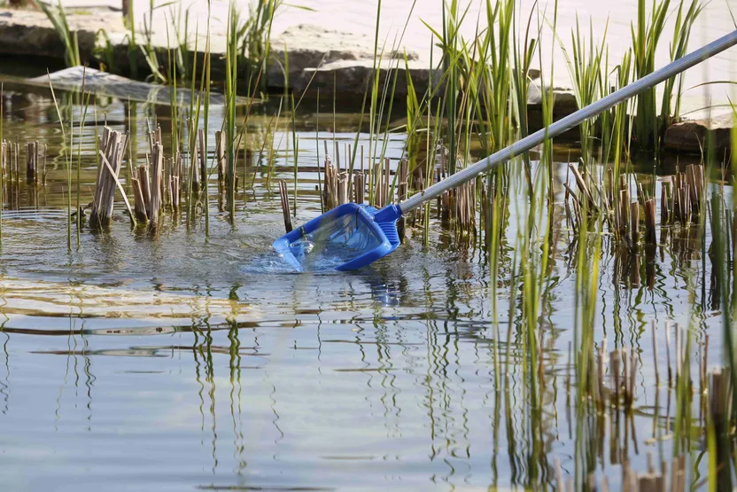 Einen Gartenteich pflegen: So geht’s