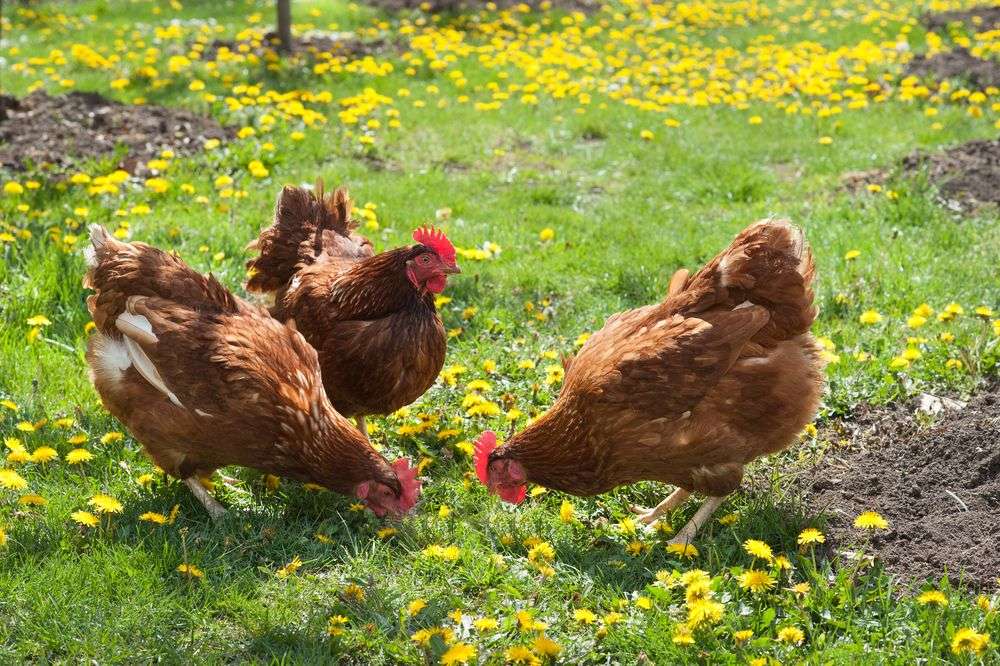 Avoir Des Poules Pondeuses Dans Son Jardin 