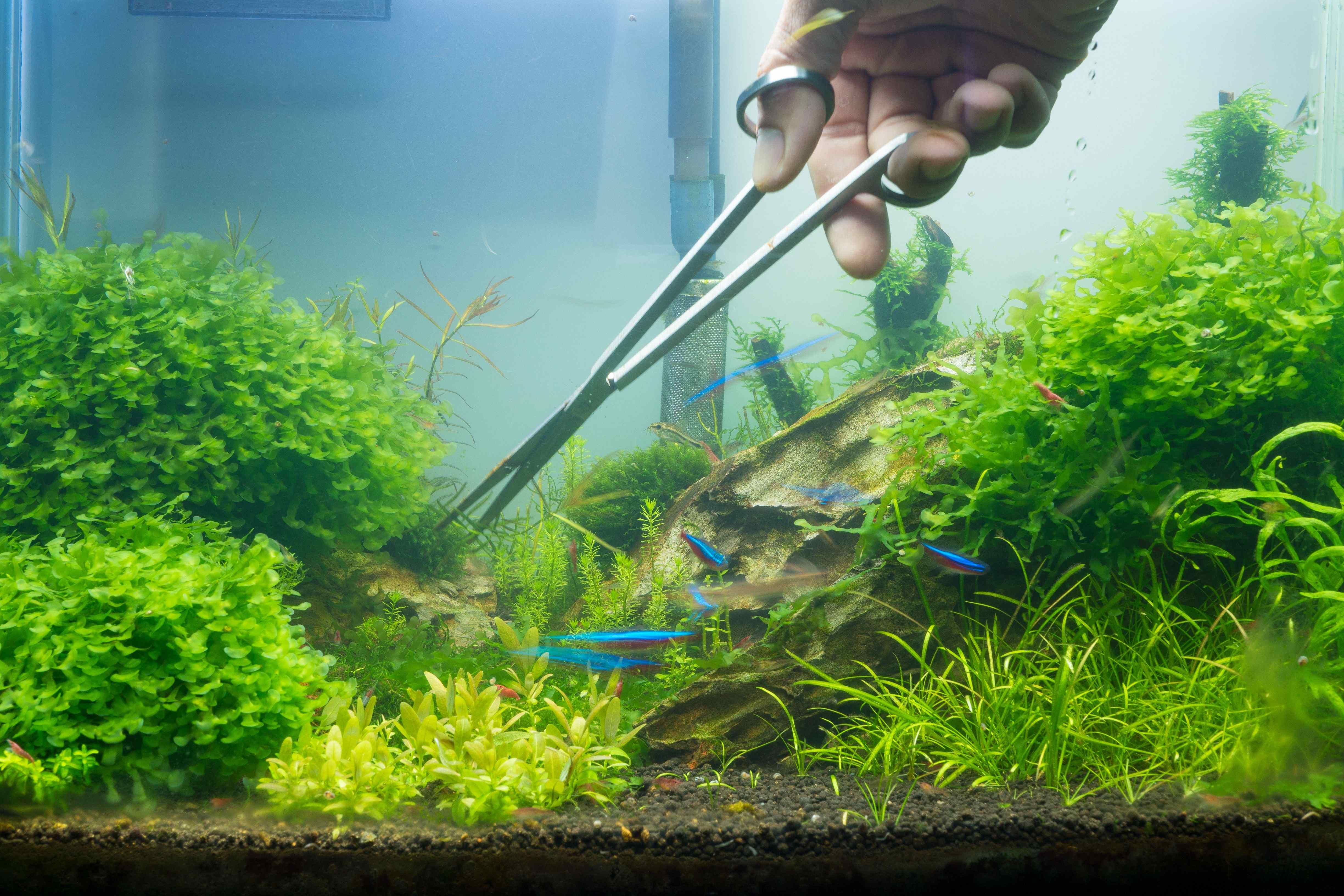 10 plantes pour aquarium d'eau douce - Types et soins