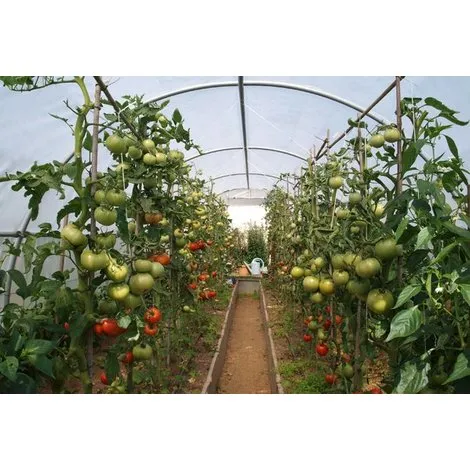 Qué verduras cultivar en un invernadero