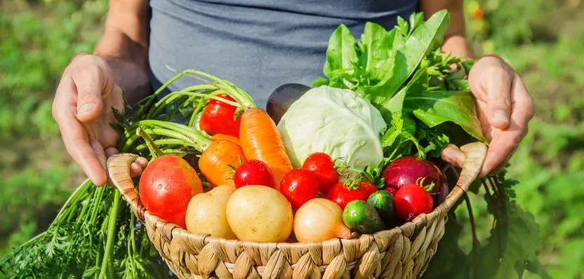 ¿Qué verduras y hortalizas plantar en agosto?