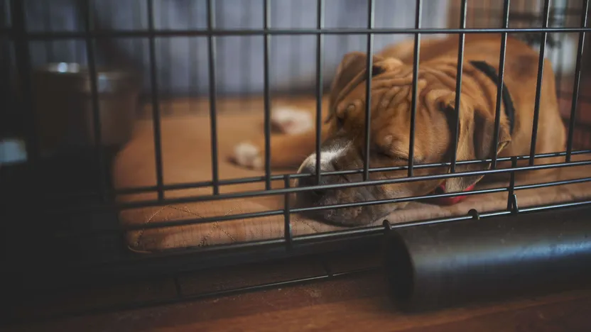 Dog run buying guide