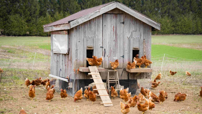 ¿Cuándo y cómo empezar un gallinero?