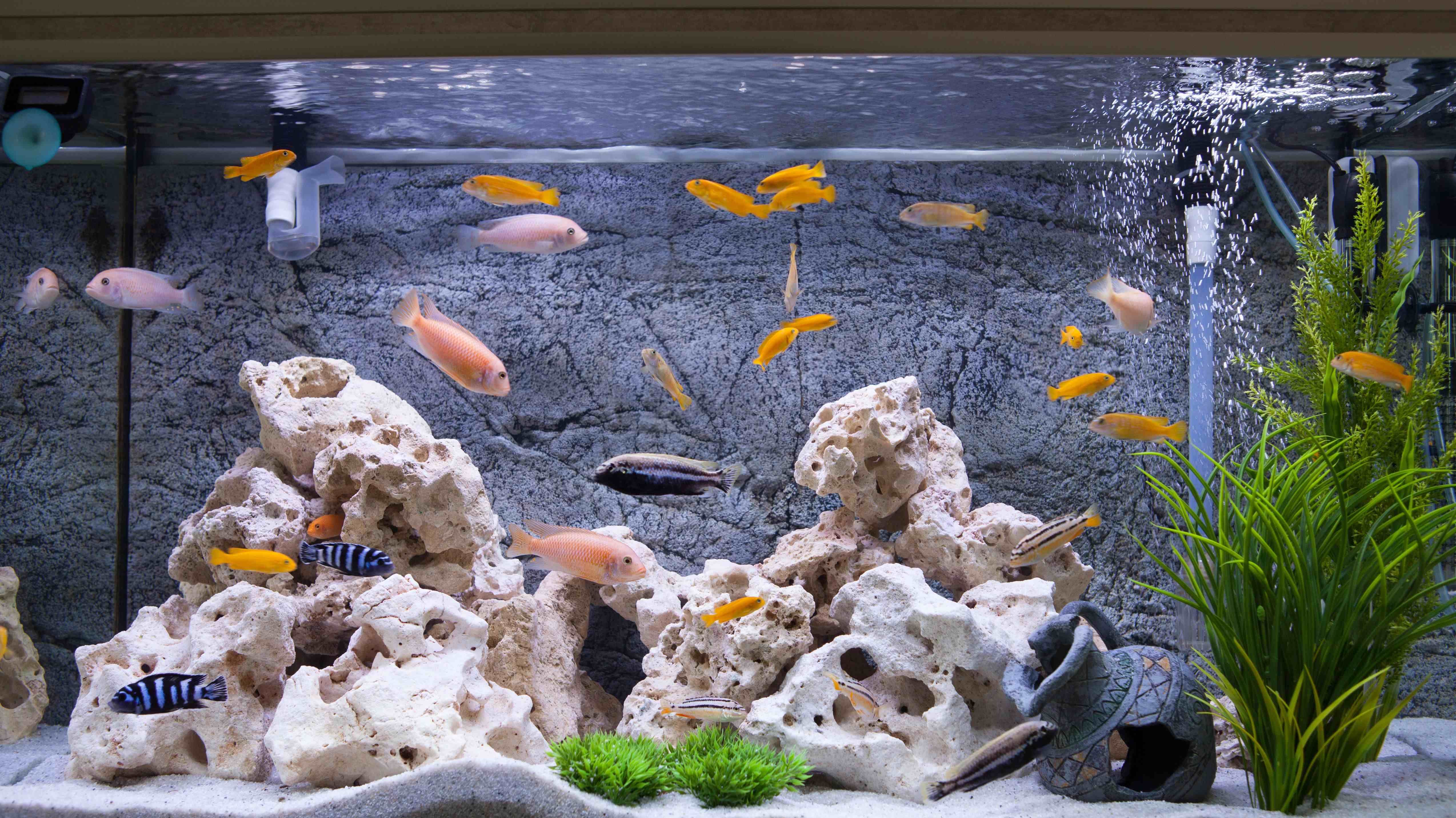 Comment choisir la pompe de brassage idéale pour votre aquarium