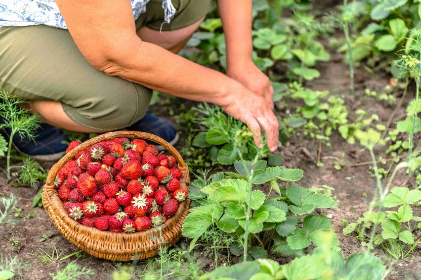 ¿Cómo cultivar un jardín bio?