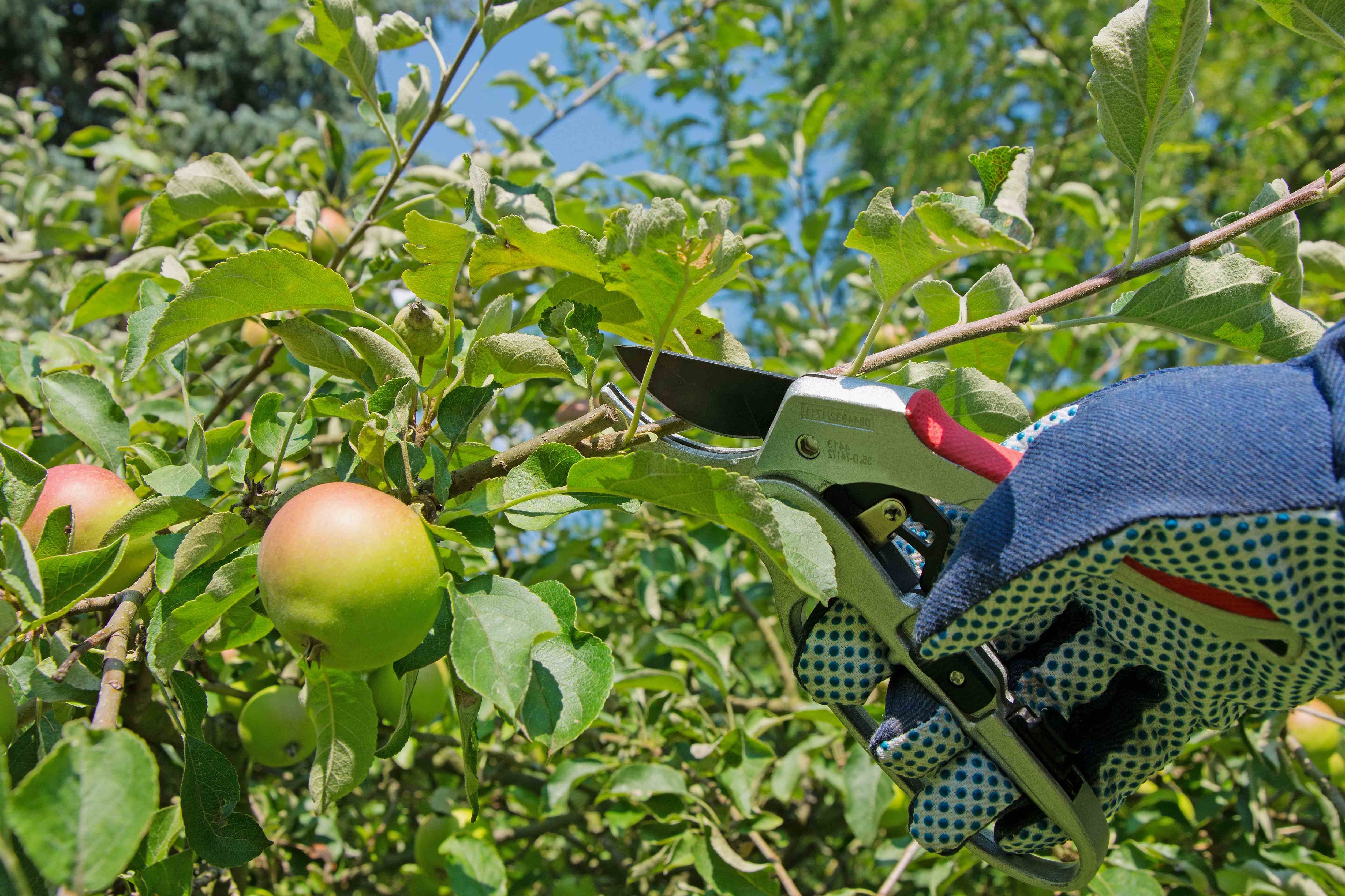 Obstbäume schneiden: So geht's