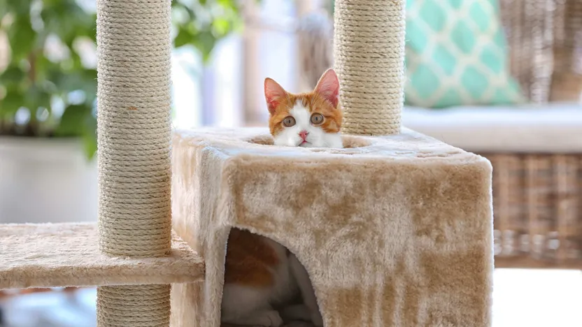 So finden Sie den richtigen Kratzbaum für Ihre Katze