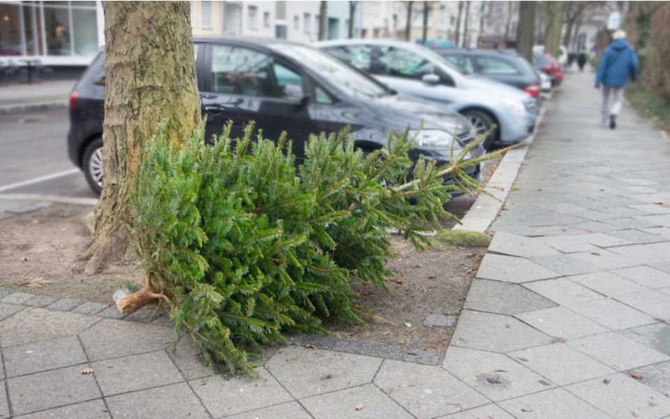 Weihnachtsbaum recyceln: So geht's