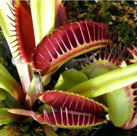 Cuidados de las plantas carnívoras