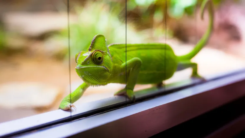 ¿Cómo elegir un terrario para reptiles?