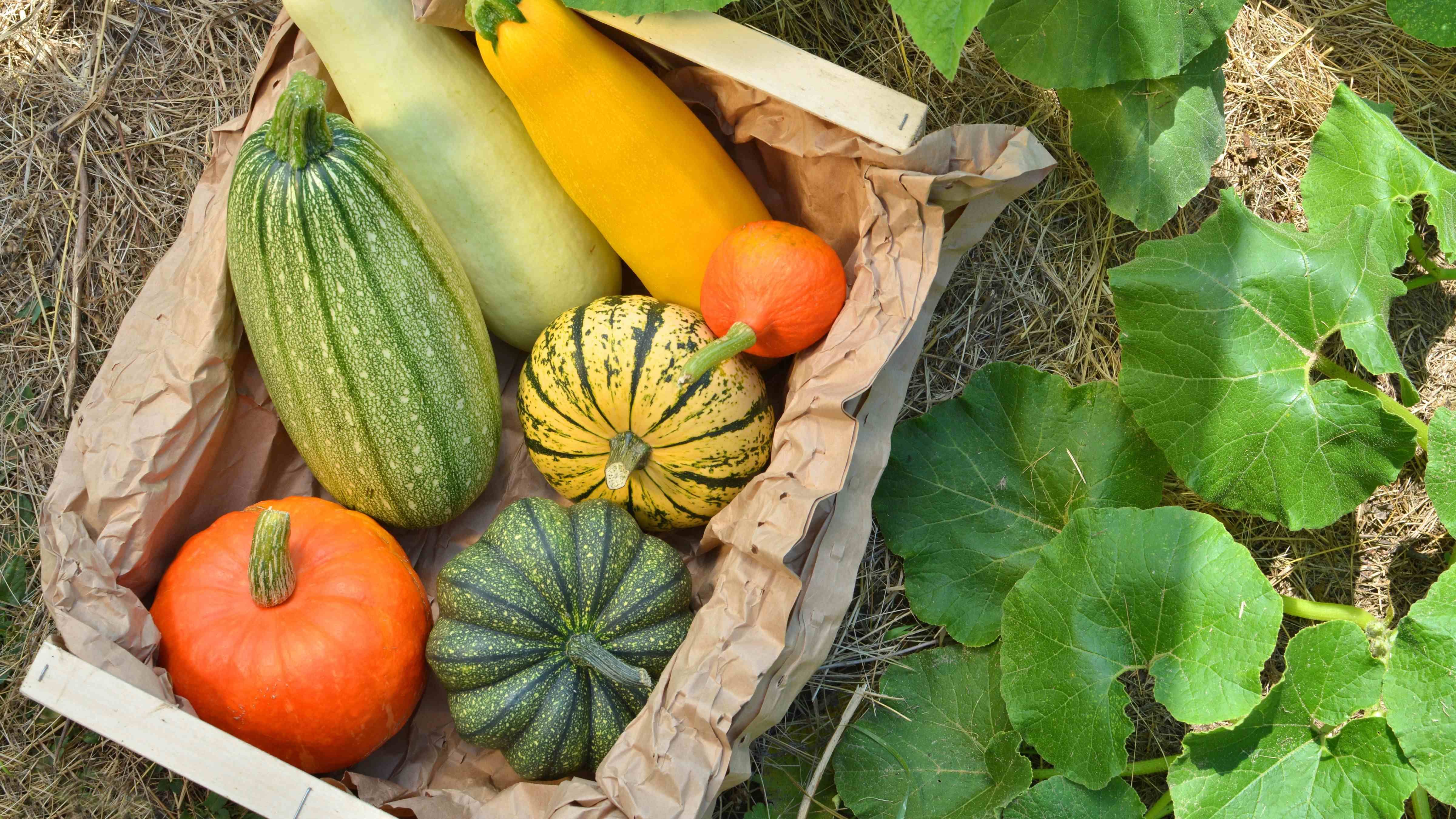 Permaculture gardening: the principles and benefits