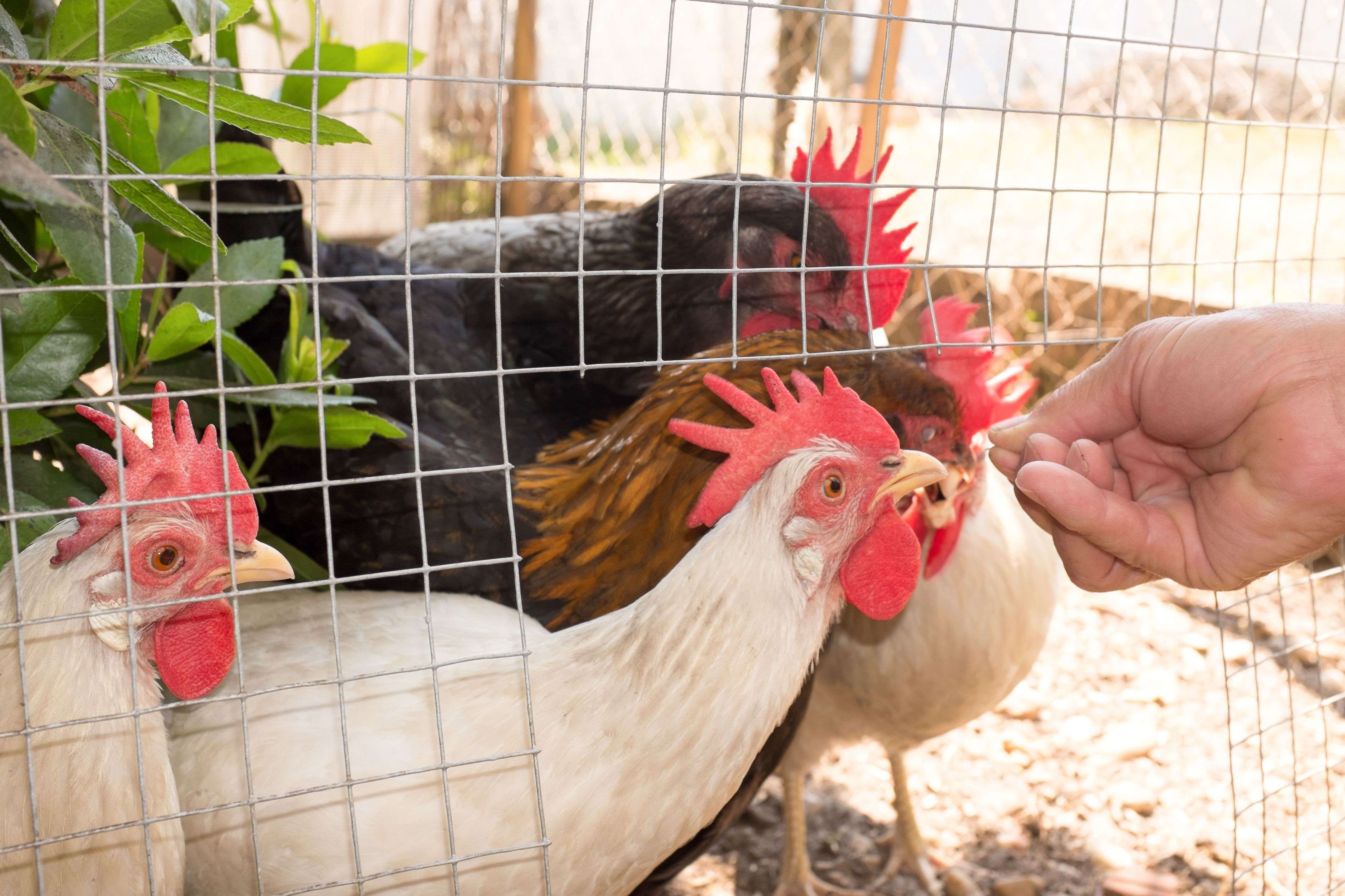 Chicken coop buying guide