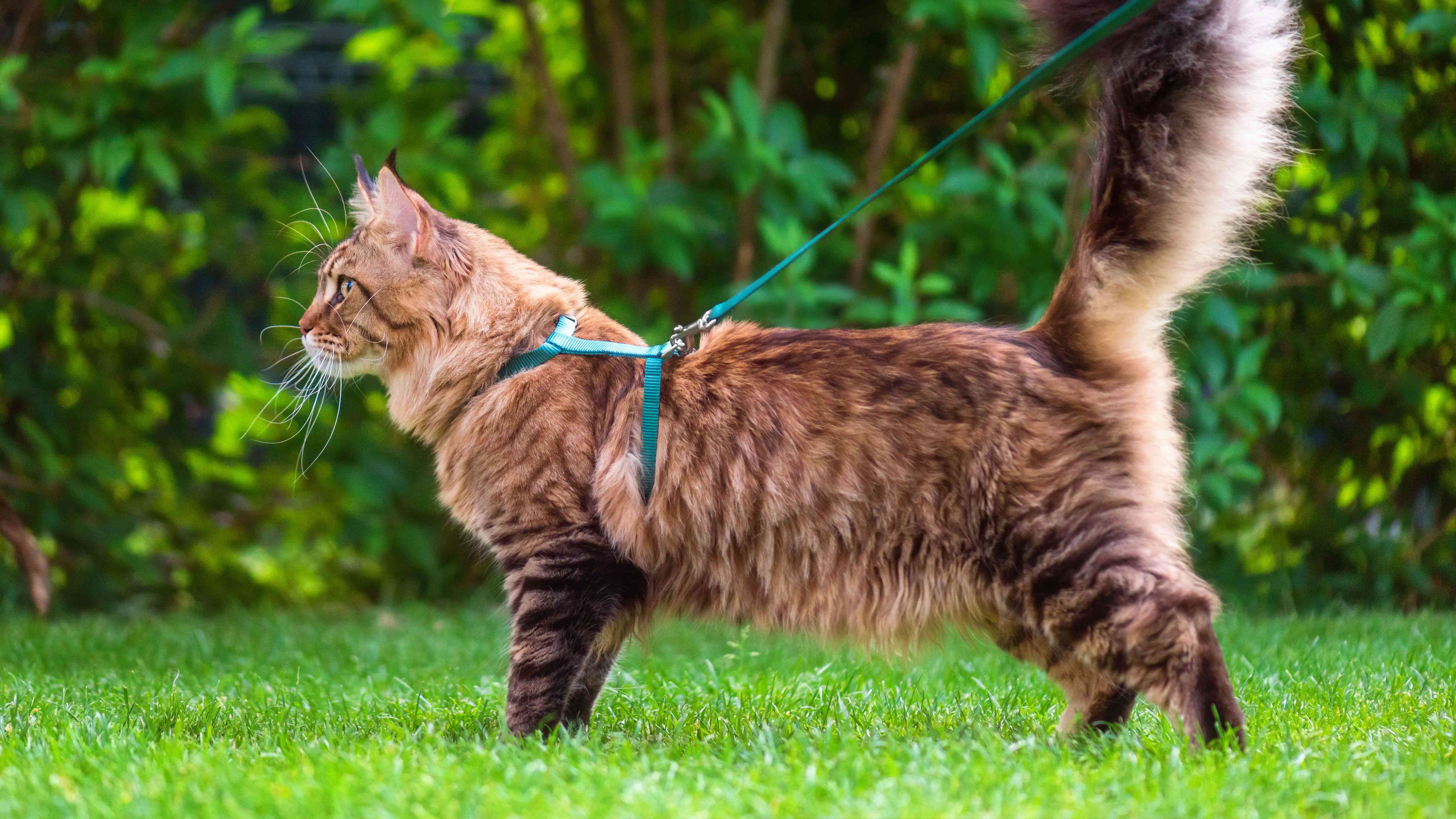 Come scegliere un collare o una pettorina per gatti