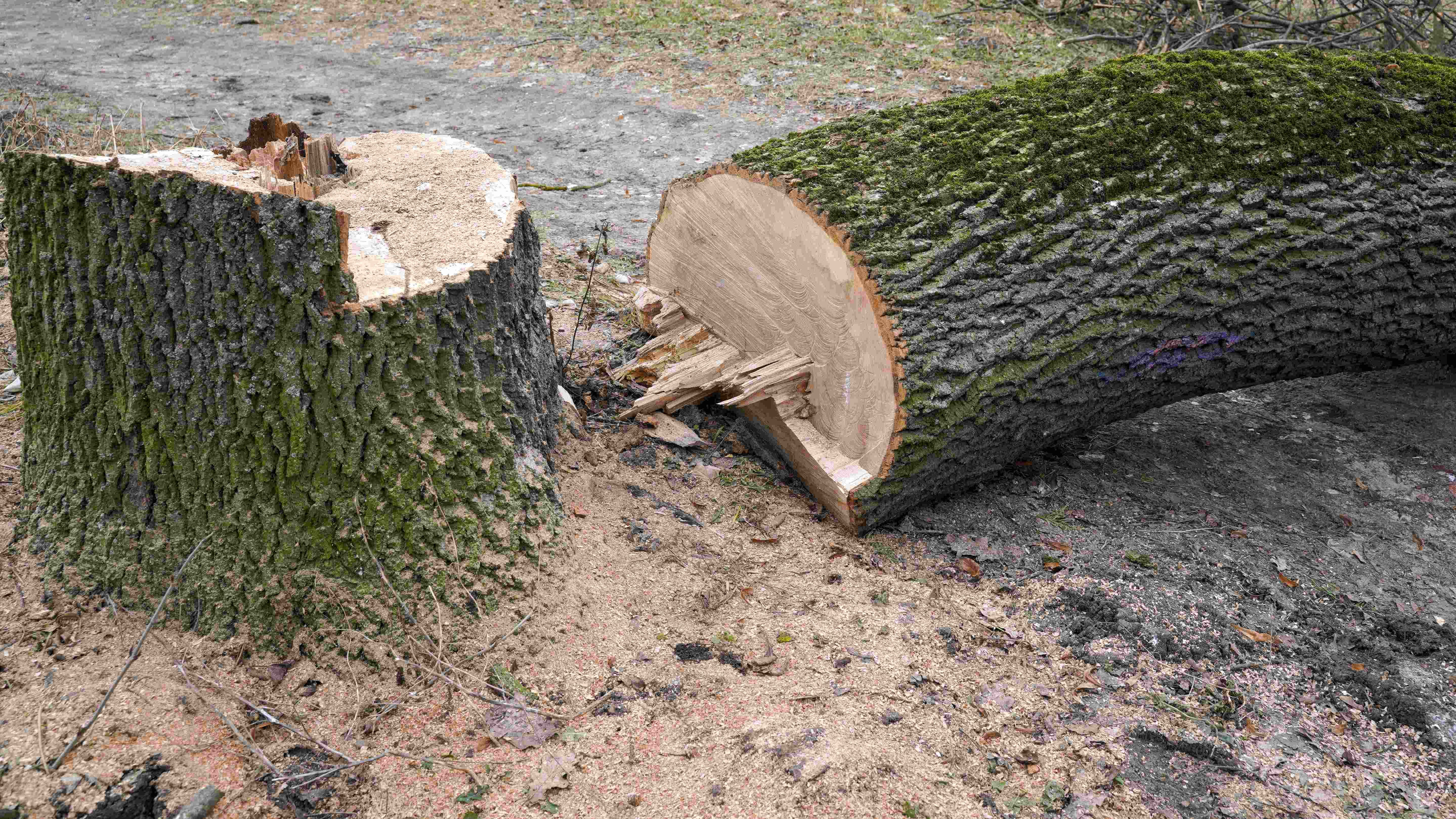 How to cut down a tree