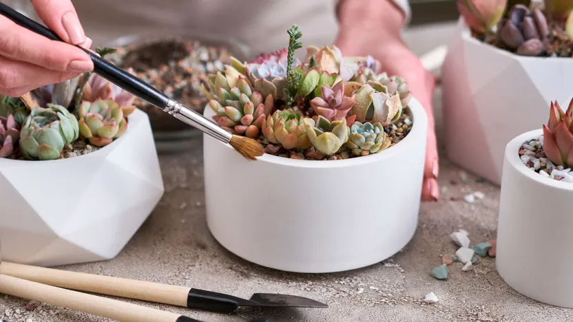 Comment cultiver plusieurs plantes d’intérieur dans le même pot
