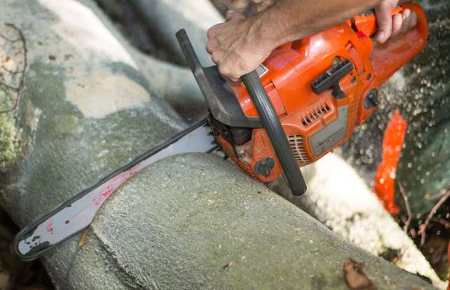 Petrol-powered chainsaw buying guide