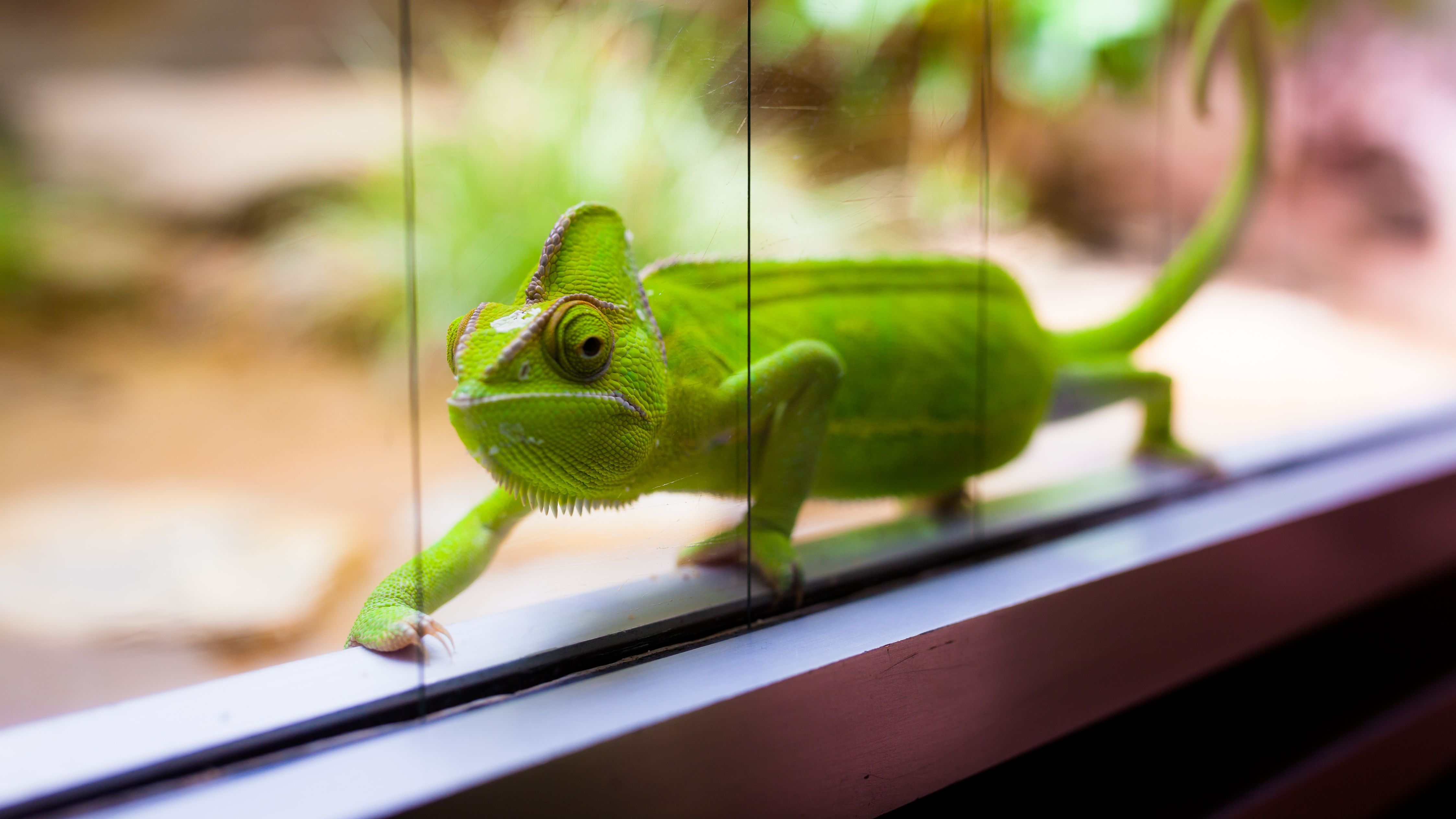 Vivarium accessories outlet