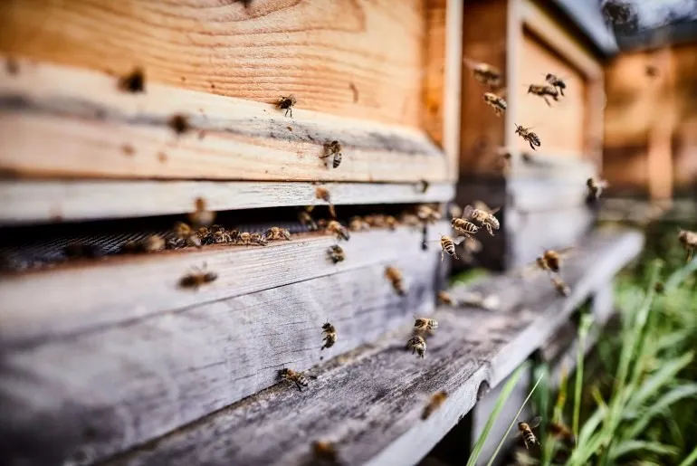 Alveare in casa: tutte le fasi per crearlo con successo