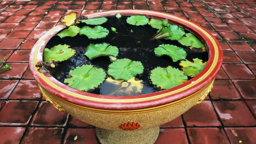 Comment décorer un bassin de jardin