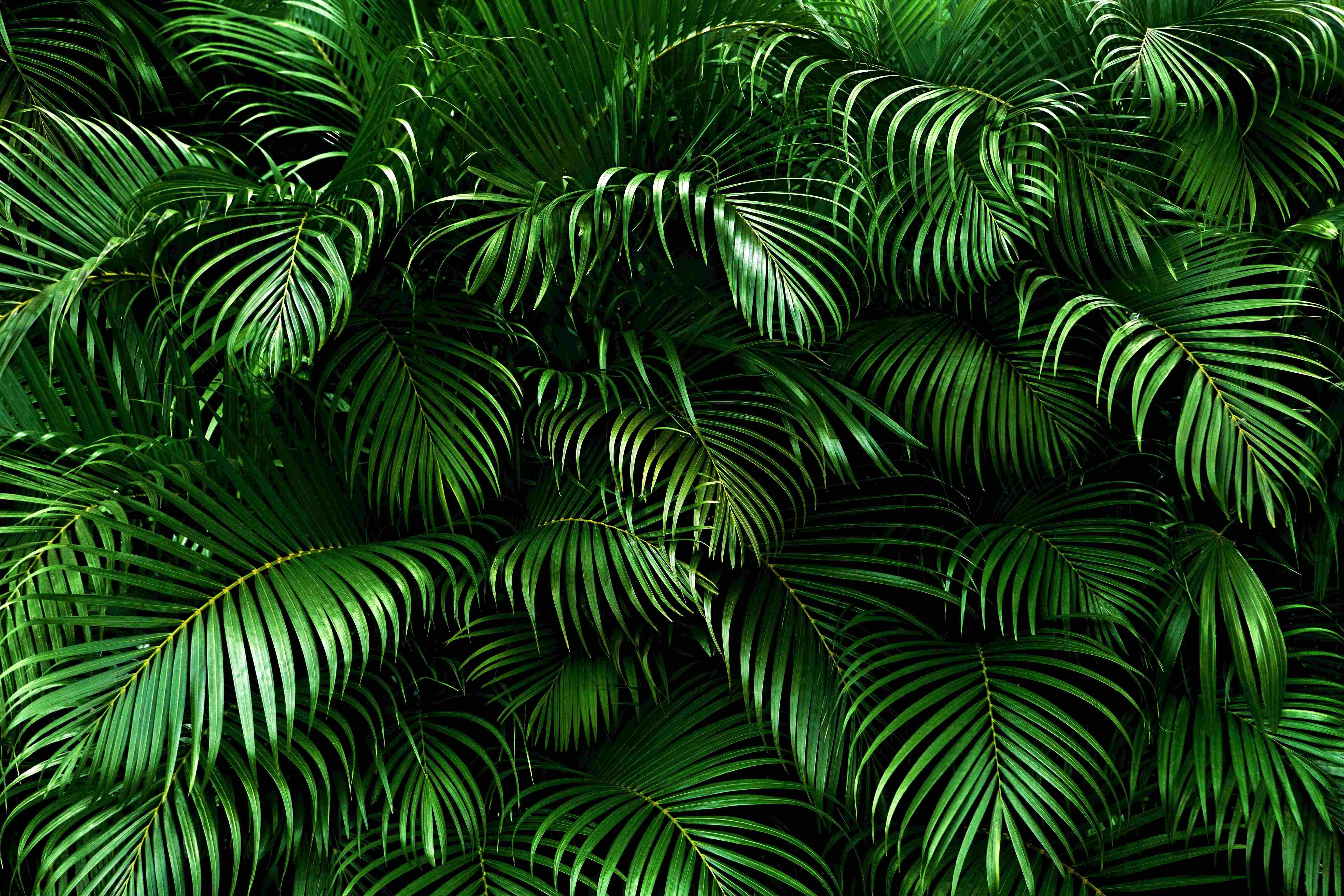 How to choose your plant wall frames?