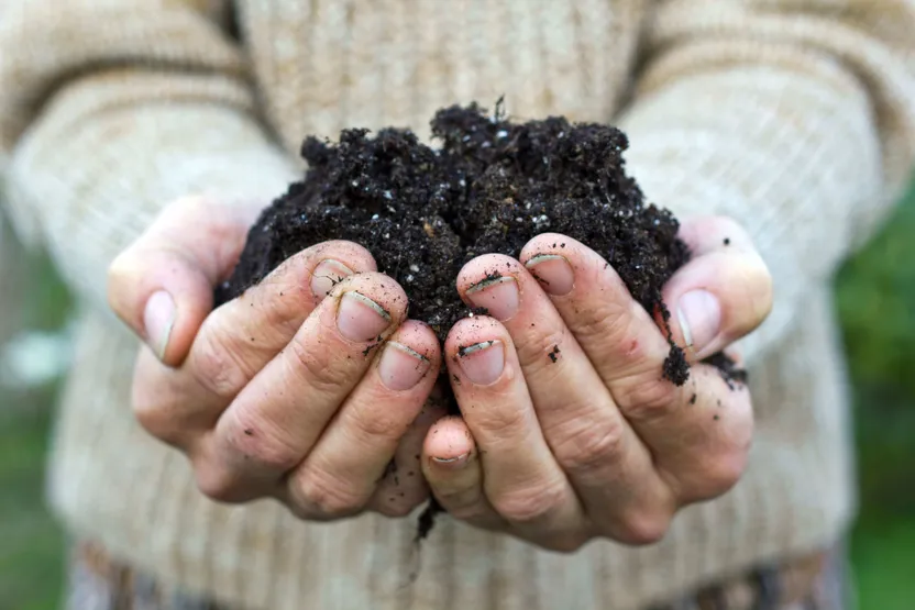 ¿Cómo elegir un sustrato para plantas?