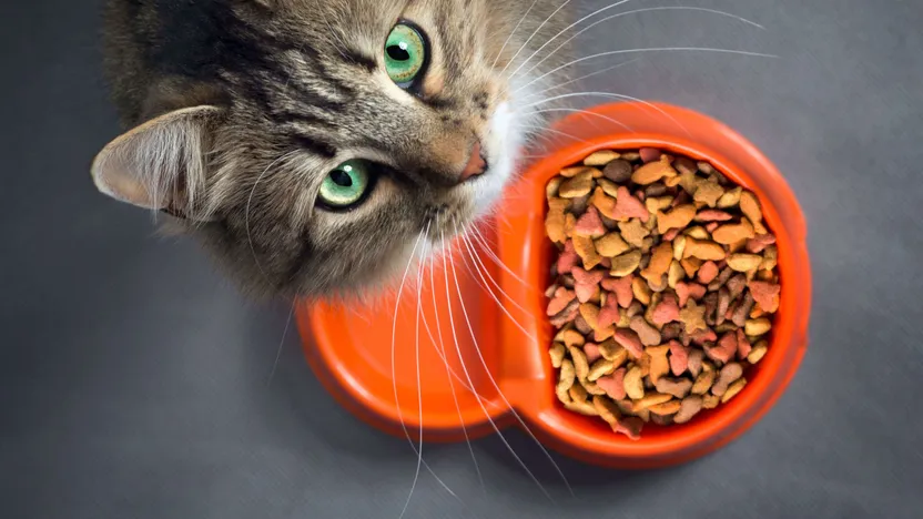 ¿Cómo elegir alimento seco para gatos?