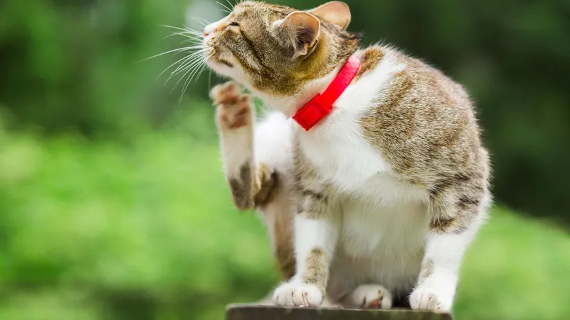 So finden Sie das richtige Floh- und Parasitenmittel für Katzen