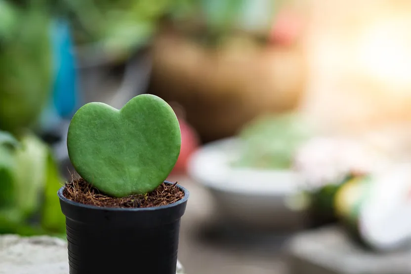 Piante con foglie a forma di cuore