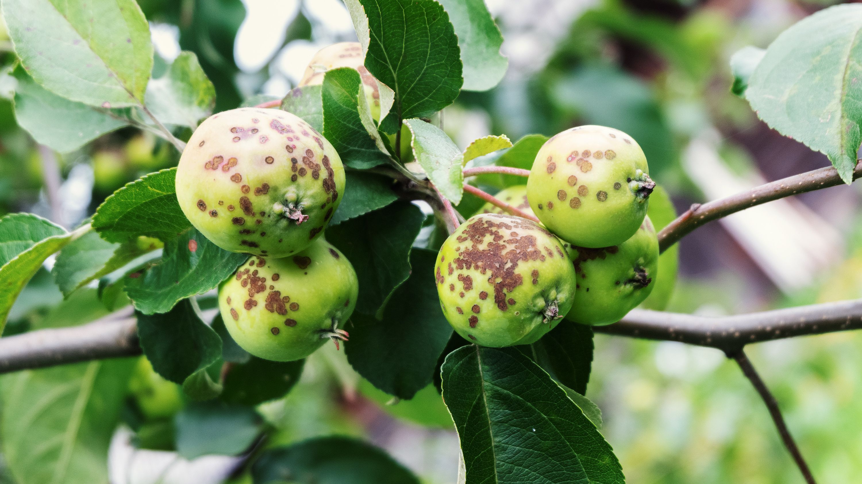6 conseils pour traiter les arbres fruitiers en hiver