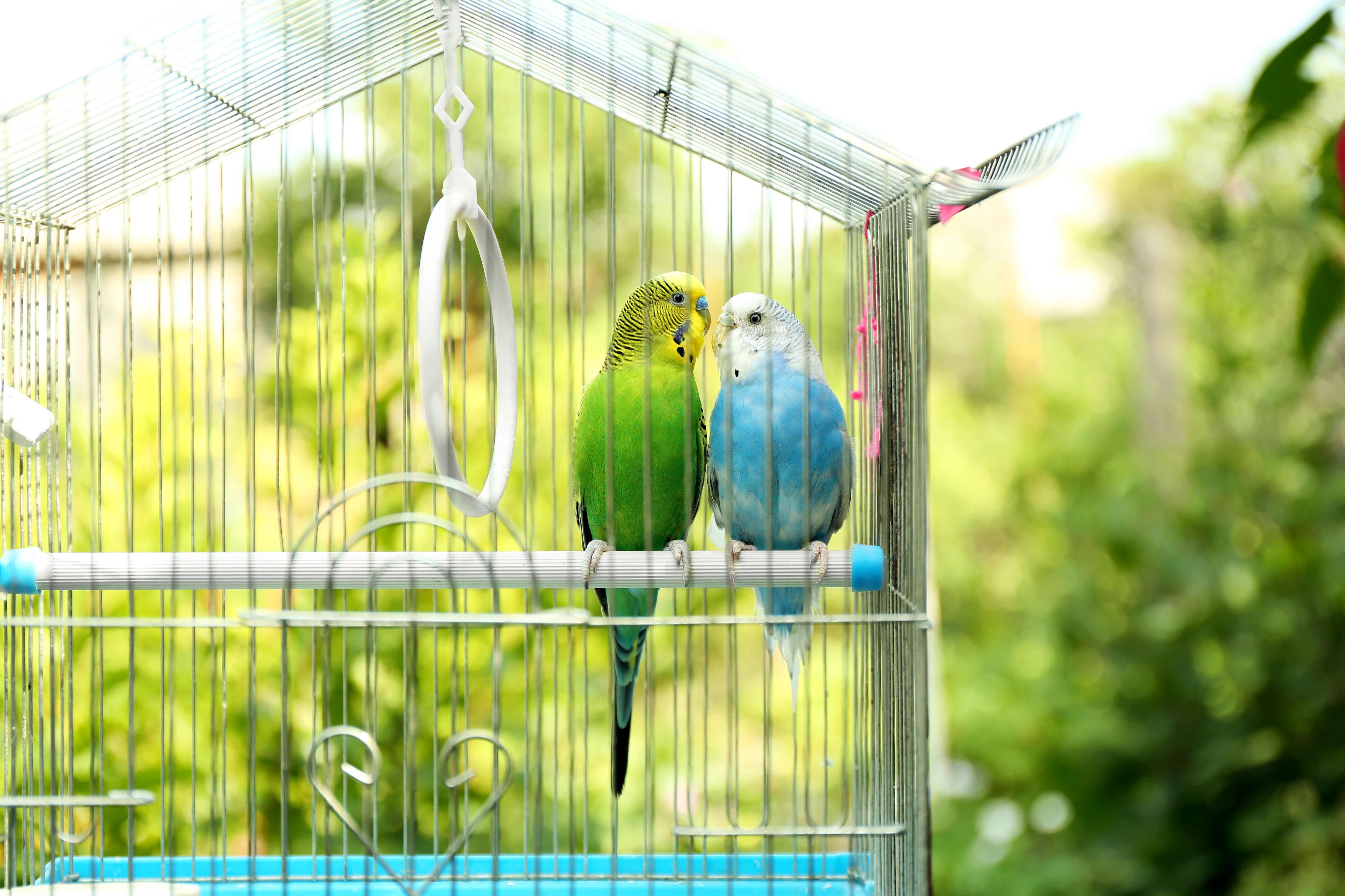 Cage à oiseaux : nos critères pour bien la choisir