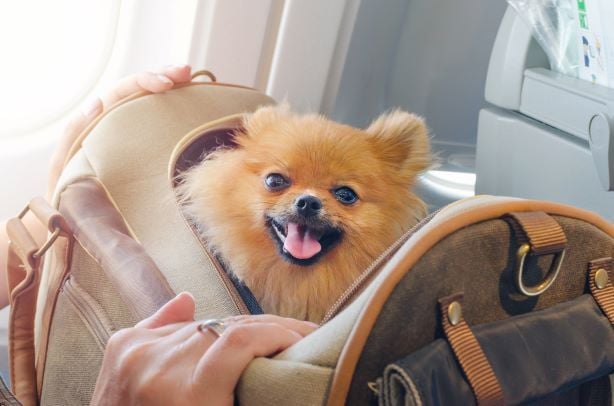 Trasportini per cani e gatti: norme IATA per trasporto aereo