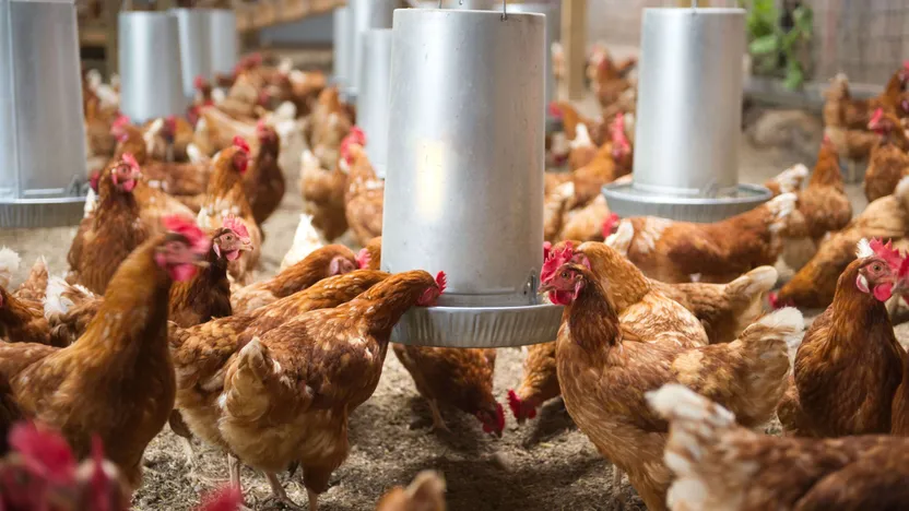 Chicken feeder and drinker buying guide