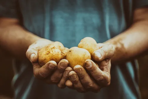 Come piantare le patate