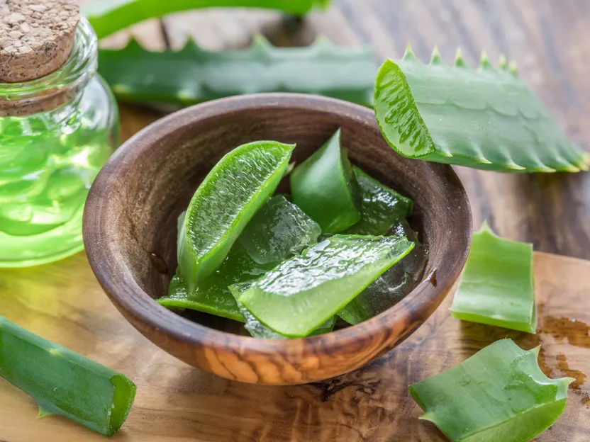 Cuidados del aloe vera