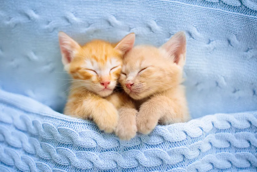How to prepare for a new kitten