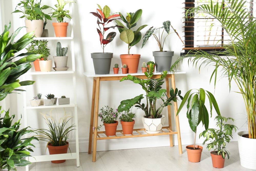 House plant buying guide