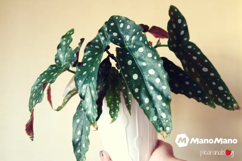 Cuidados de la Begonia maculata