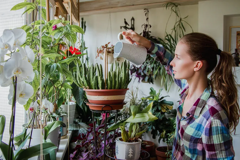 7 plantas que puedes regar una vez por semana