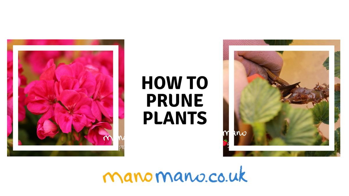 How to Prune Roses and Geraniums