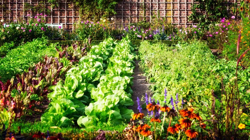 Comment associer les légumes au potager