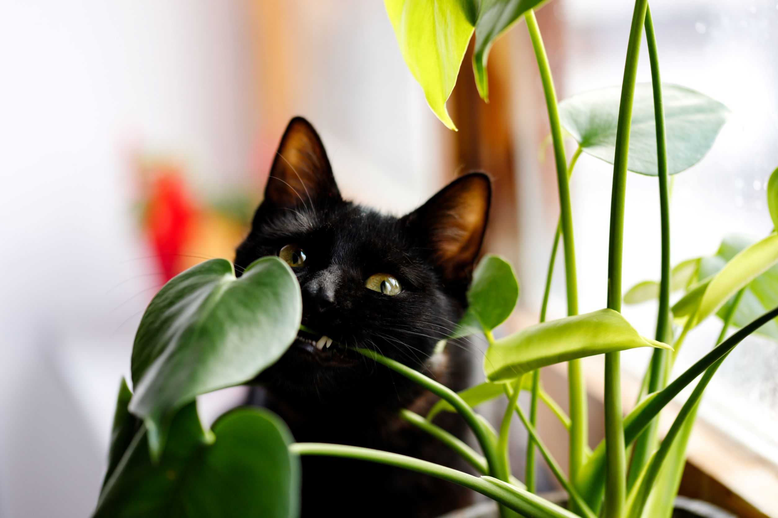 Tierfreunde aufgepasst - 9 Pflanzen, die fr Haustiere giftig sind
