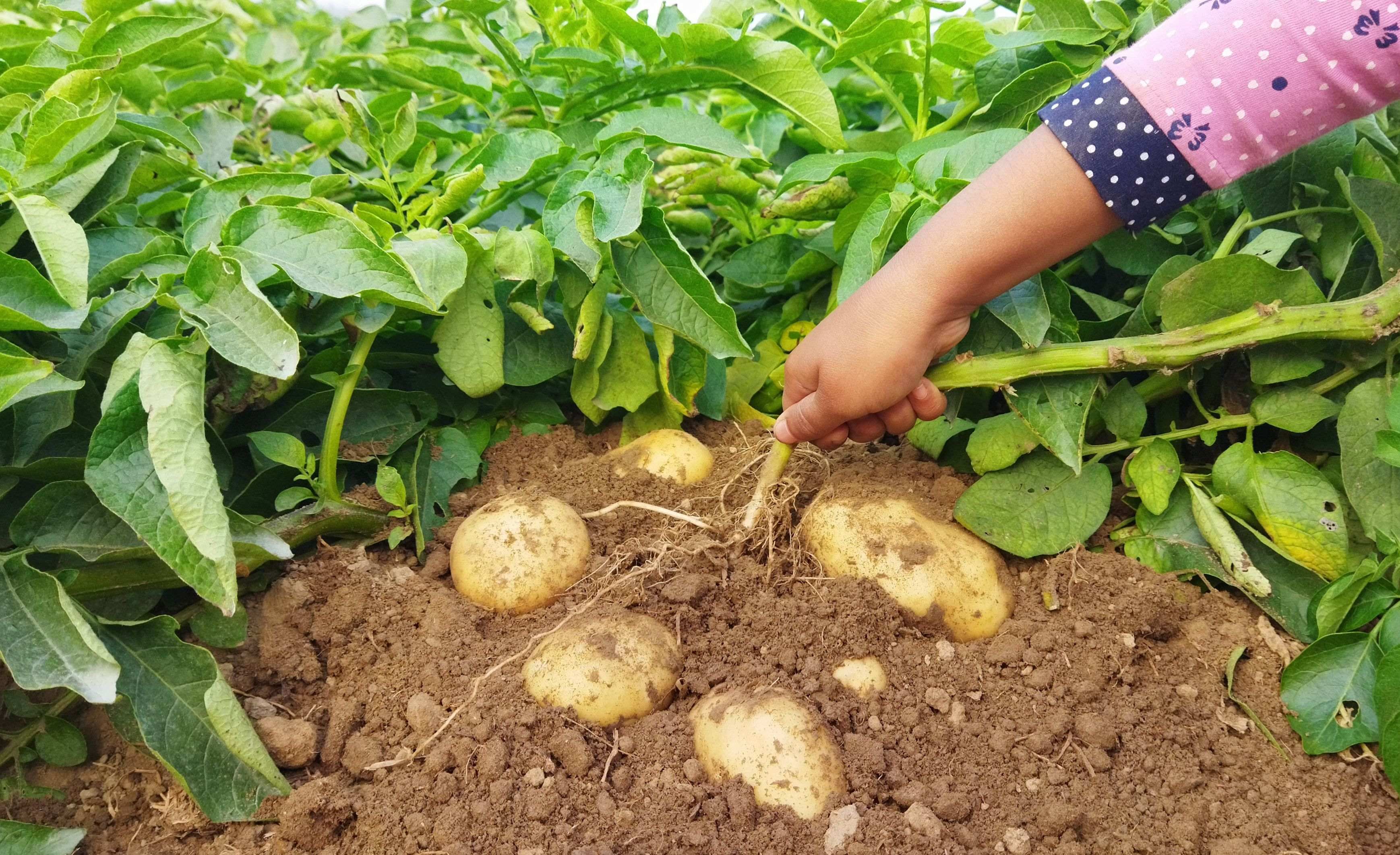 ¿Cómo elegir las patatas para sembrar?
