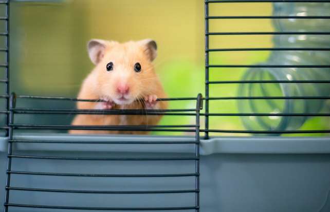 ¿Cómo elegir una jaula para un roedor?