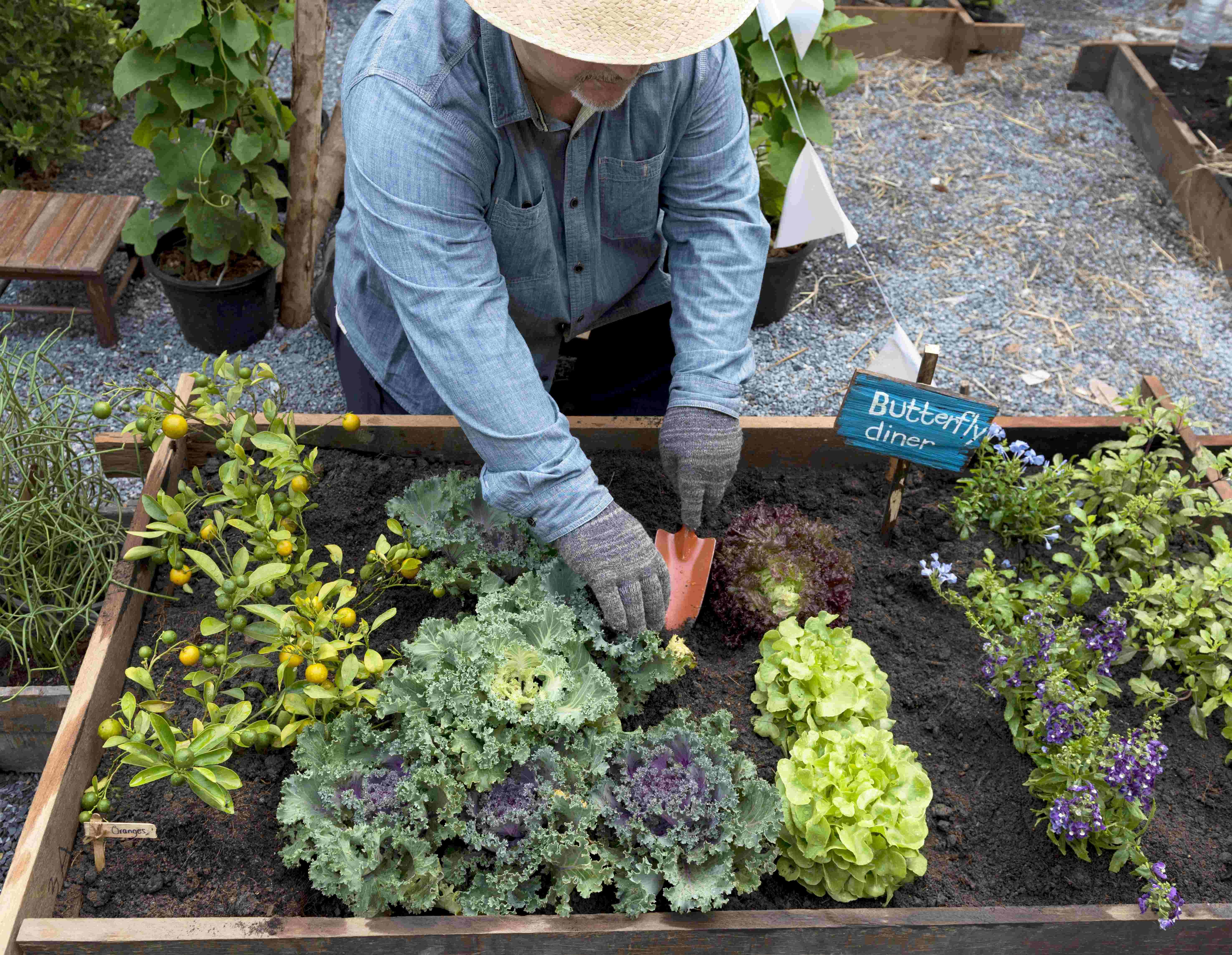 Débuter un jardin en permaculture