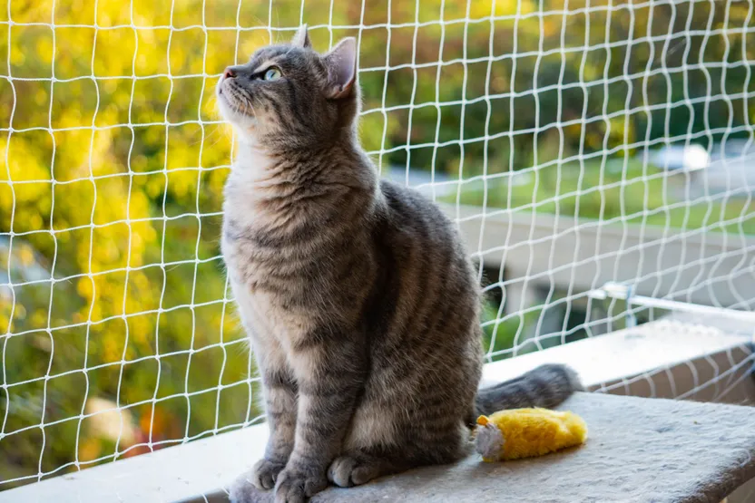 Balkon katzensicher machen: So geht's
