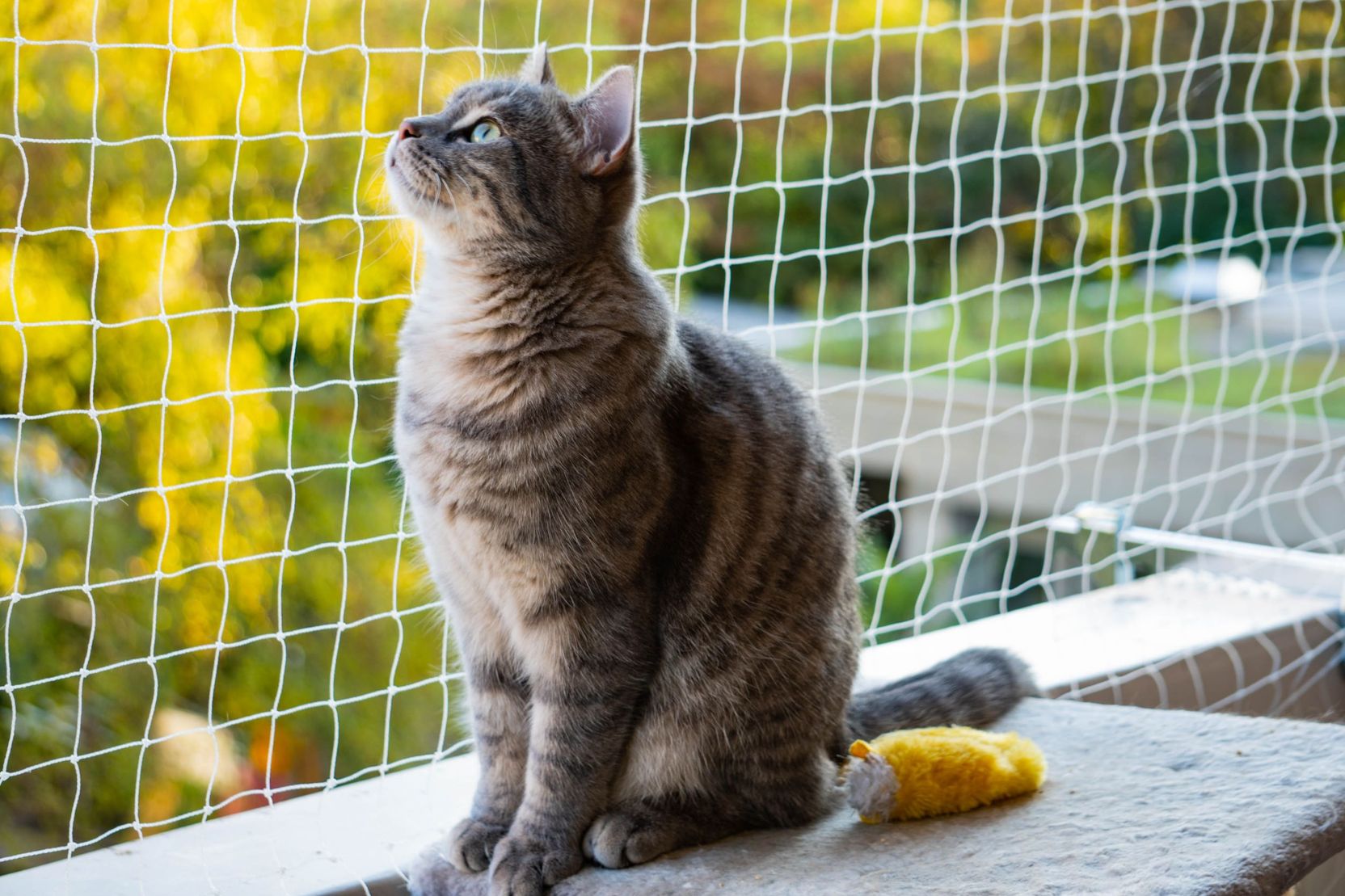 Balkon katzensicher machen So geht’s