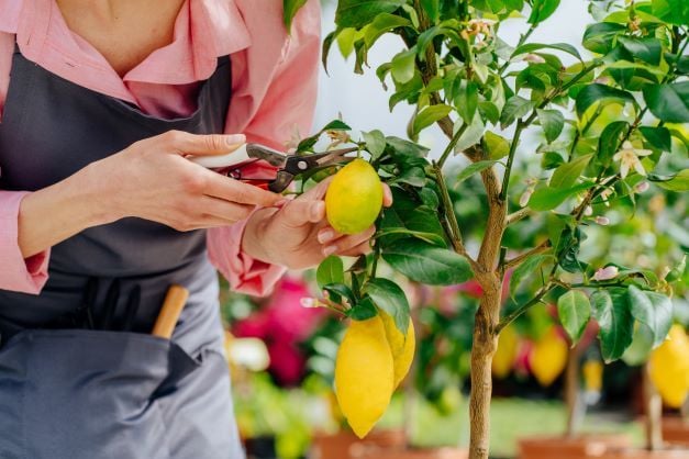 Piantare, fertilizzare e potare una pianta di limone