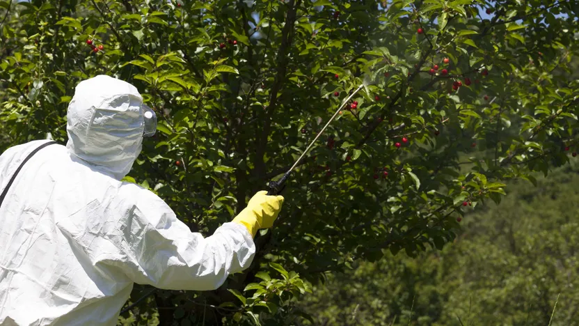 Obstbäume vor Schädlingen und Krankheiten schützen: So geht‘s