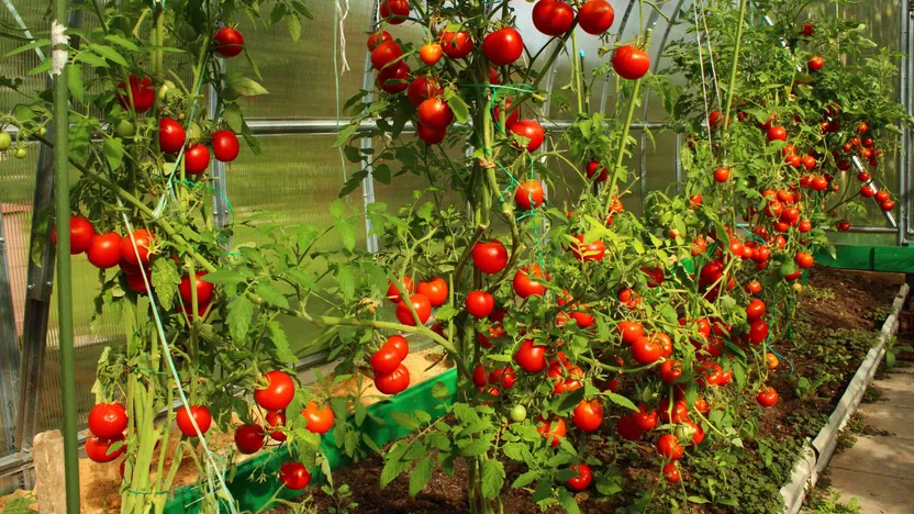 Comment choisir une serre à tomates ?